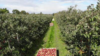 Ernte in der Obstplantage Ernte in der Obstplantage