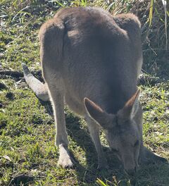 Ein Känguru in Australien